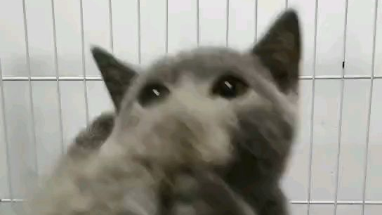 猫猫明天就送来了!!!!